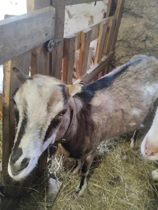 Коза дійна 2 роки