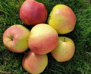 Jabłka o smaku gruszkowym jonagold 18kg od sadownika