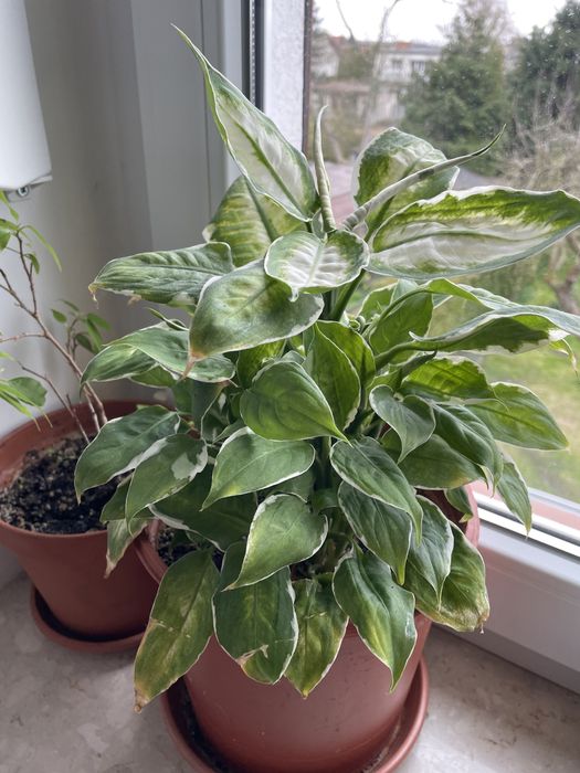 Kwiat roślina doniczkowa diffenbachia