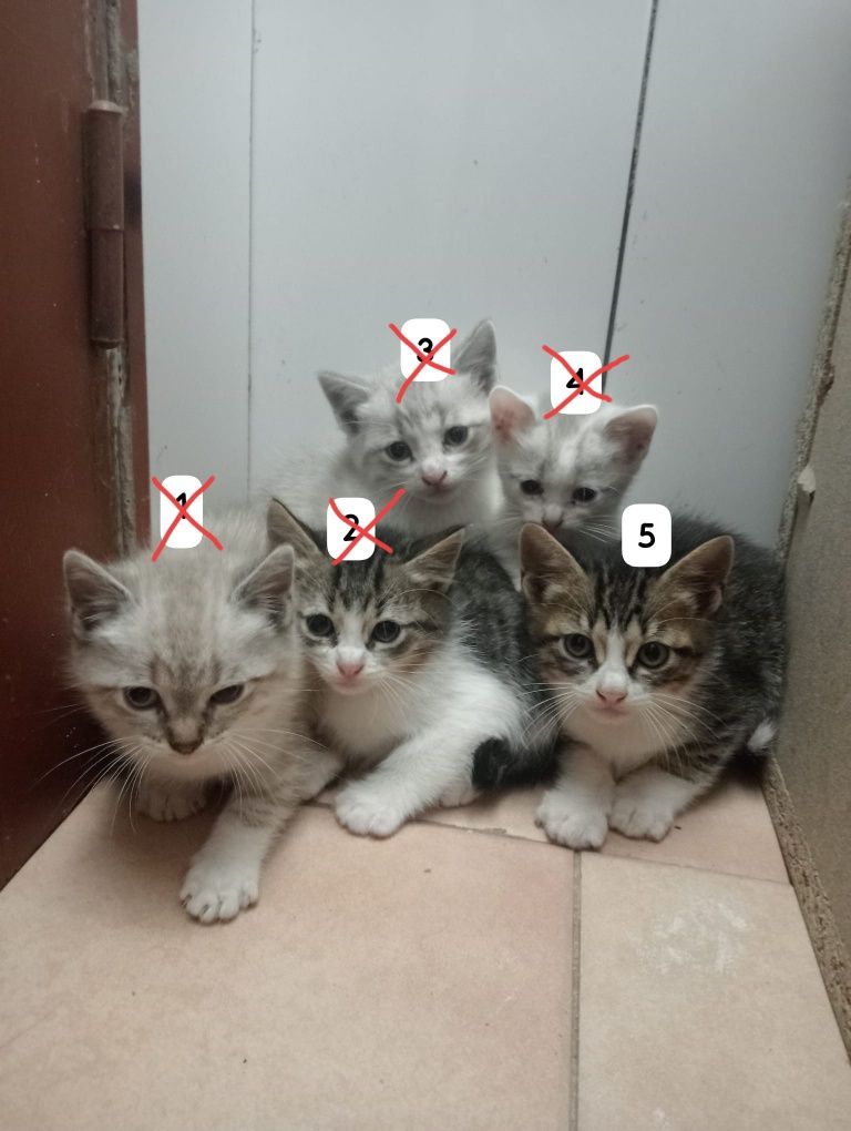 Gatinhos para dar - 2 meses