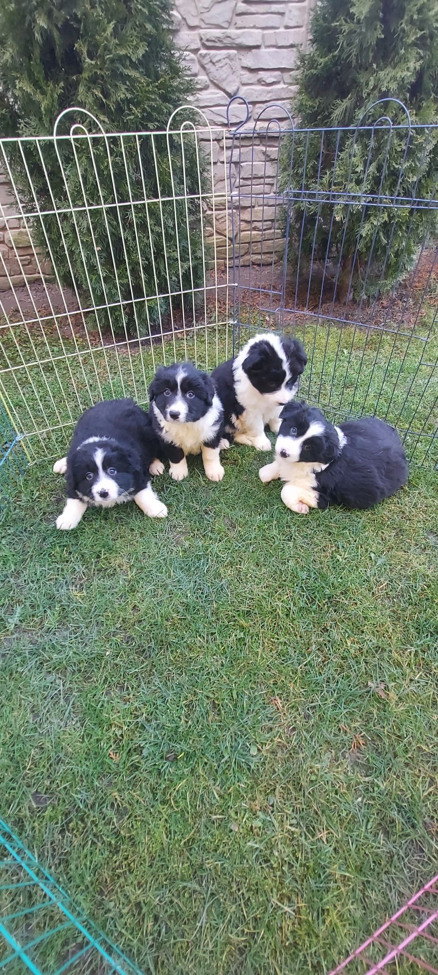 Border collie szczeniak!