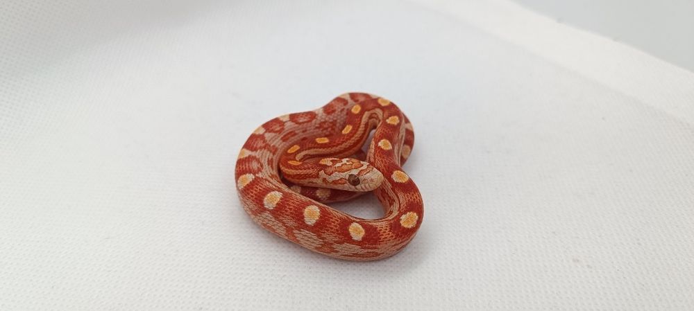 Wąż zbożowy (węże zbożowe)D4 Ultramel Motley