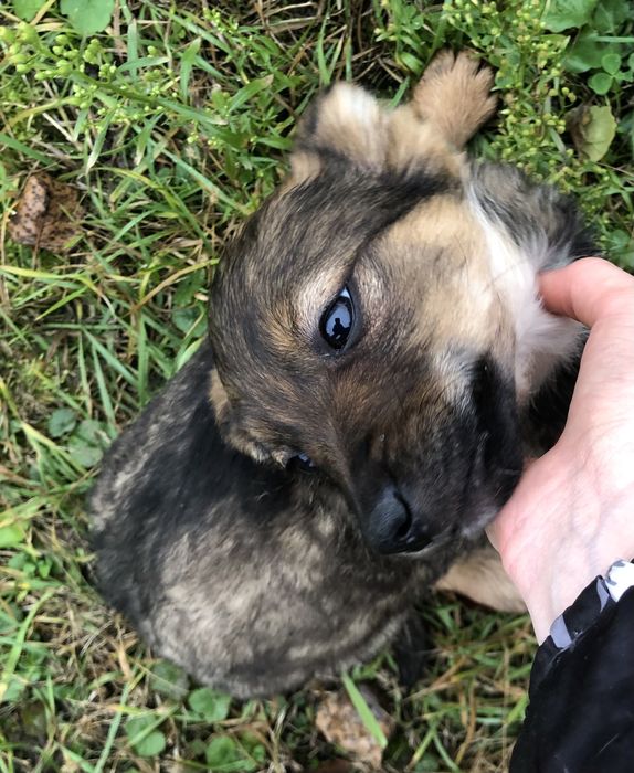 Віддам в добрі руки