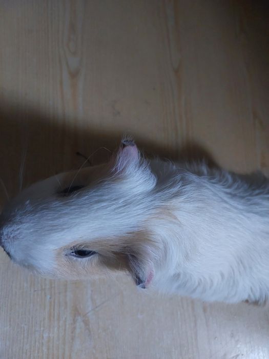 Продам хлопчика. 1 рік