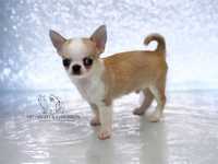Chihuahua ZKwP FCI chłopiec krótkowłosy