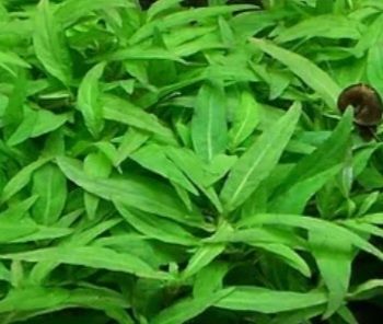 Roślina akwariowa  Staurogyne repens