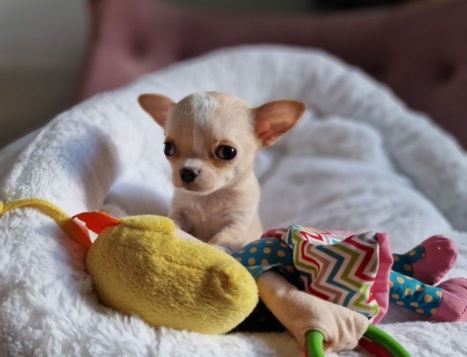 Chihuahua FCI ZKwP Suczka