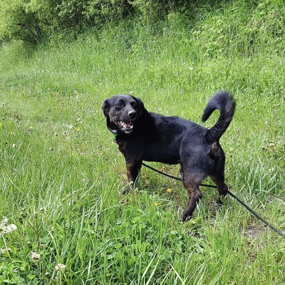 Mały piesek Adi do adopcji!