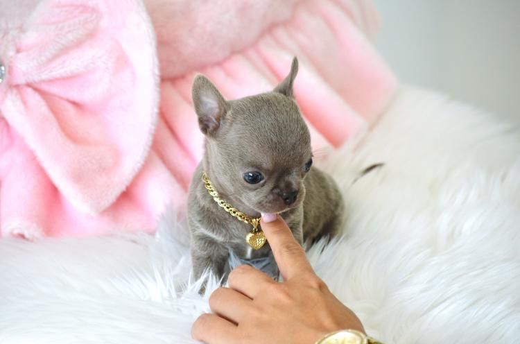 Chihuahua piekny malutki liliowy piesek