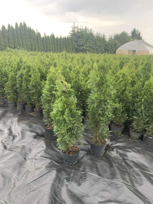 Żywotnik zachodni, Thuja, Tuja Szmaragd
