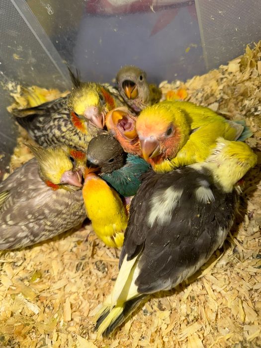 Agapornis caturras e Piriquitos ingleses domesticados