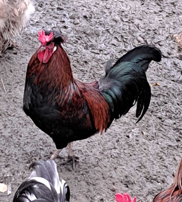 Sprzedam koguty młode