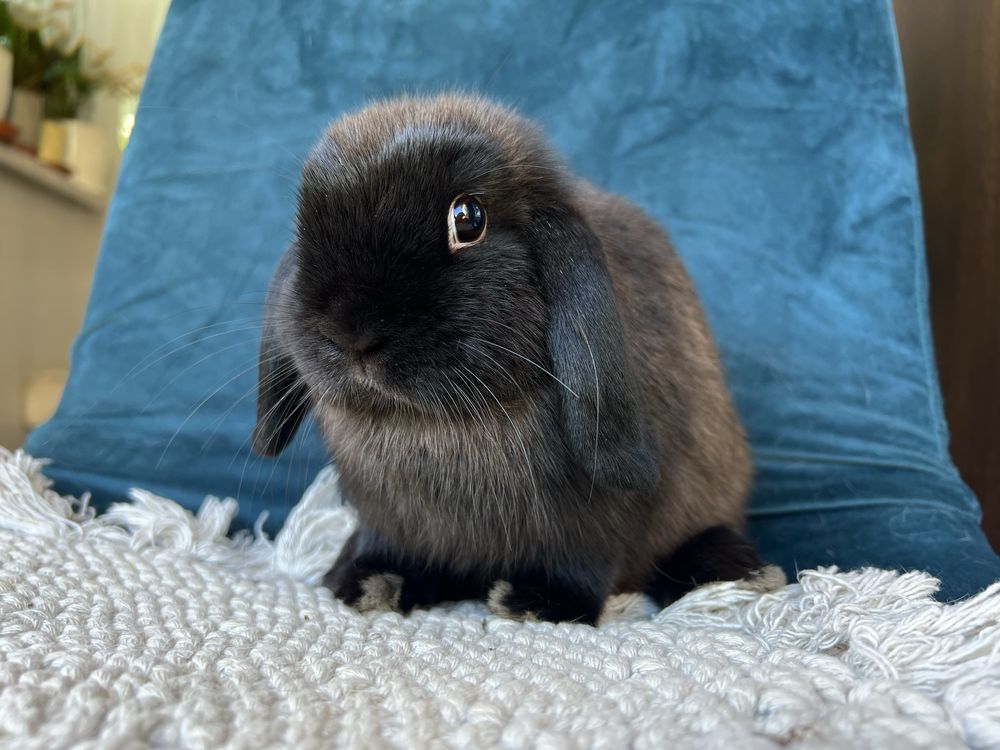 Samiczka mini lop! Hodowla zarejestrowana