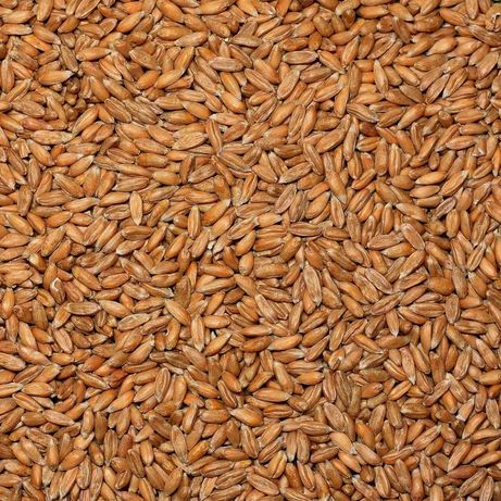 Пшеница ,Ячмень 4-5грн
