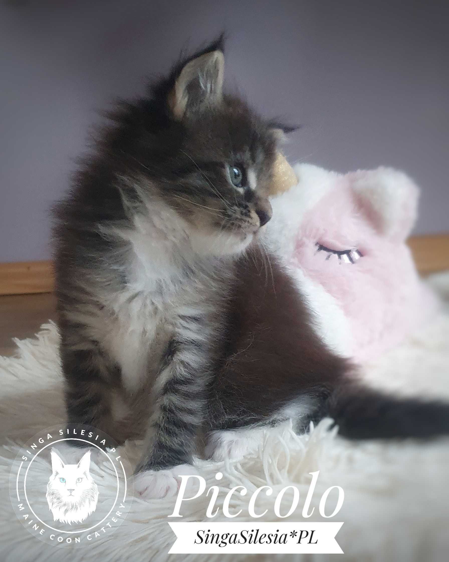 Piccolo kocurek Maine Coon z rodowodem FPL/FIFe