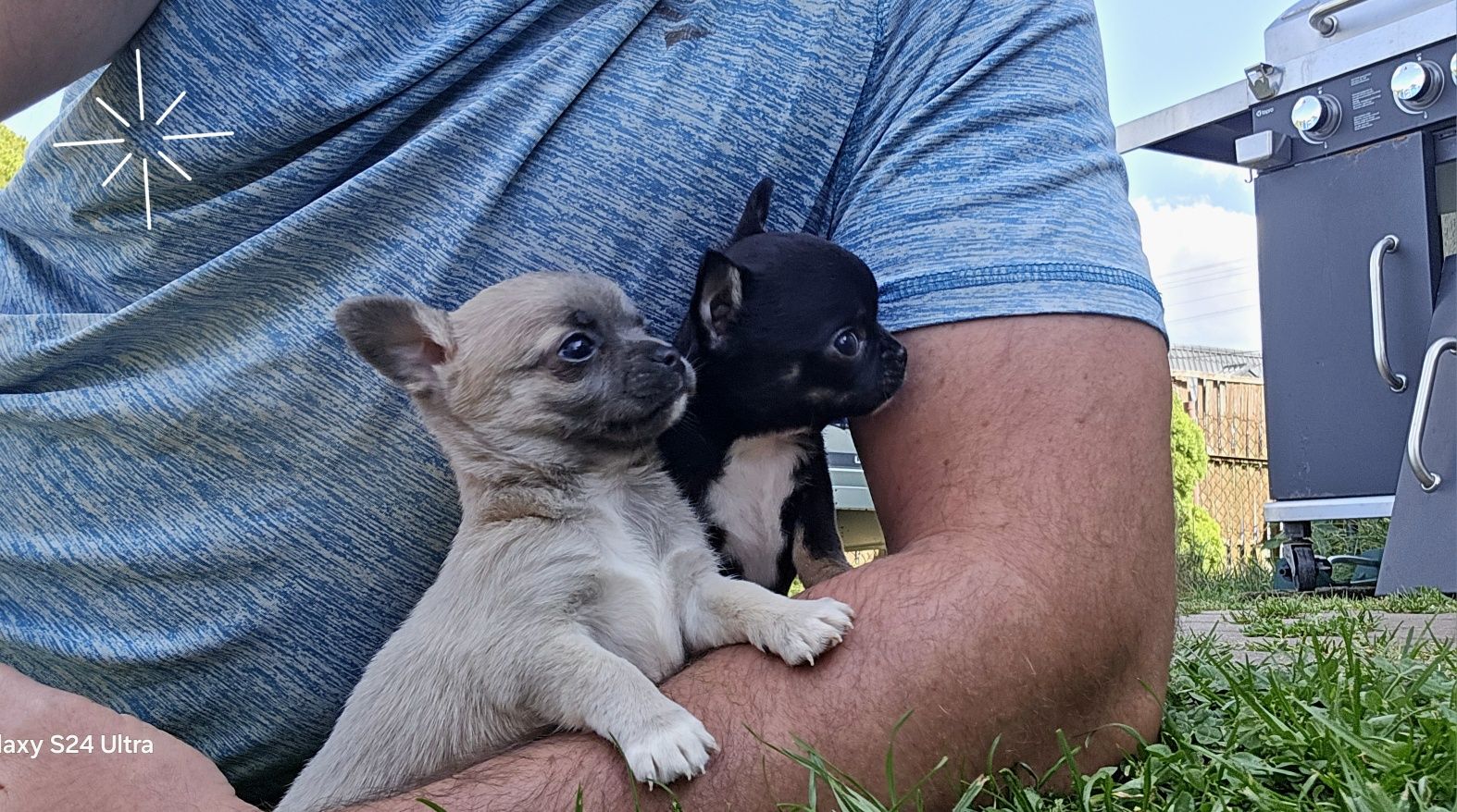 Prześliczny chihuahua piesek"Nocna Furia"