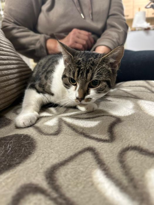 Kuwetkowy Czacza szuka domu