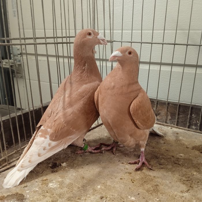 Gołębie pocztowe, żółte.