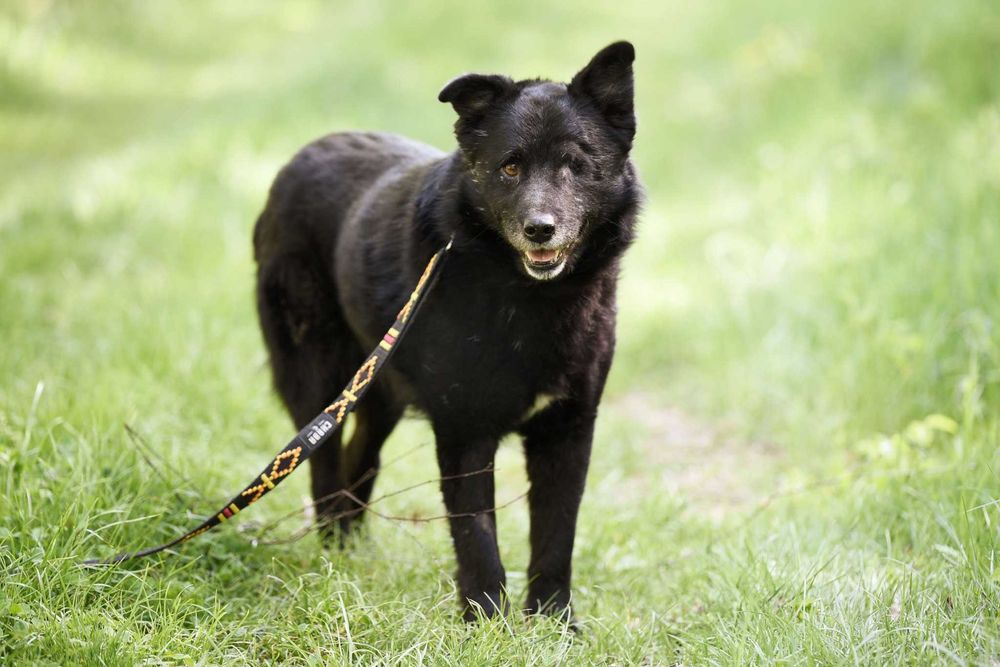 SPARTUS - patrzy tylko jednym oczkiem ale pokocha całym sercem