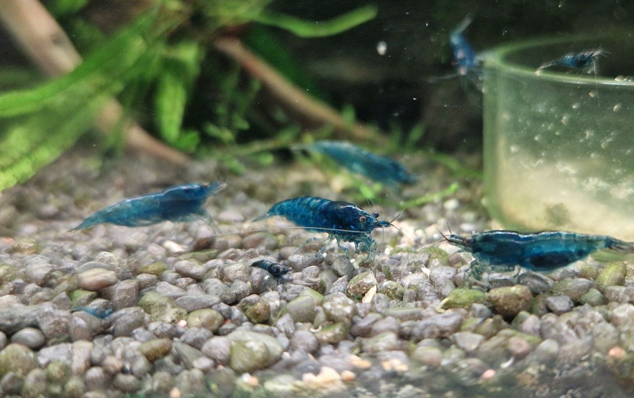 Krewetki Neocaridina Blue Velvet