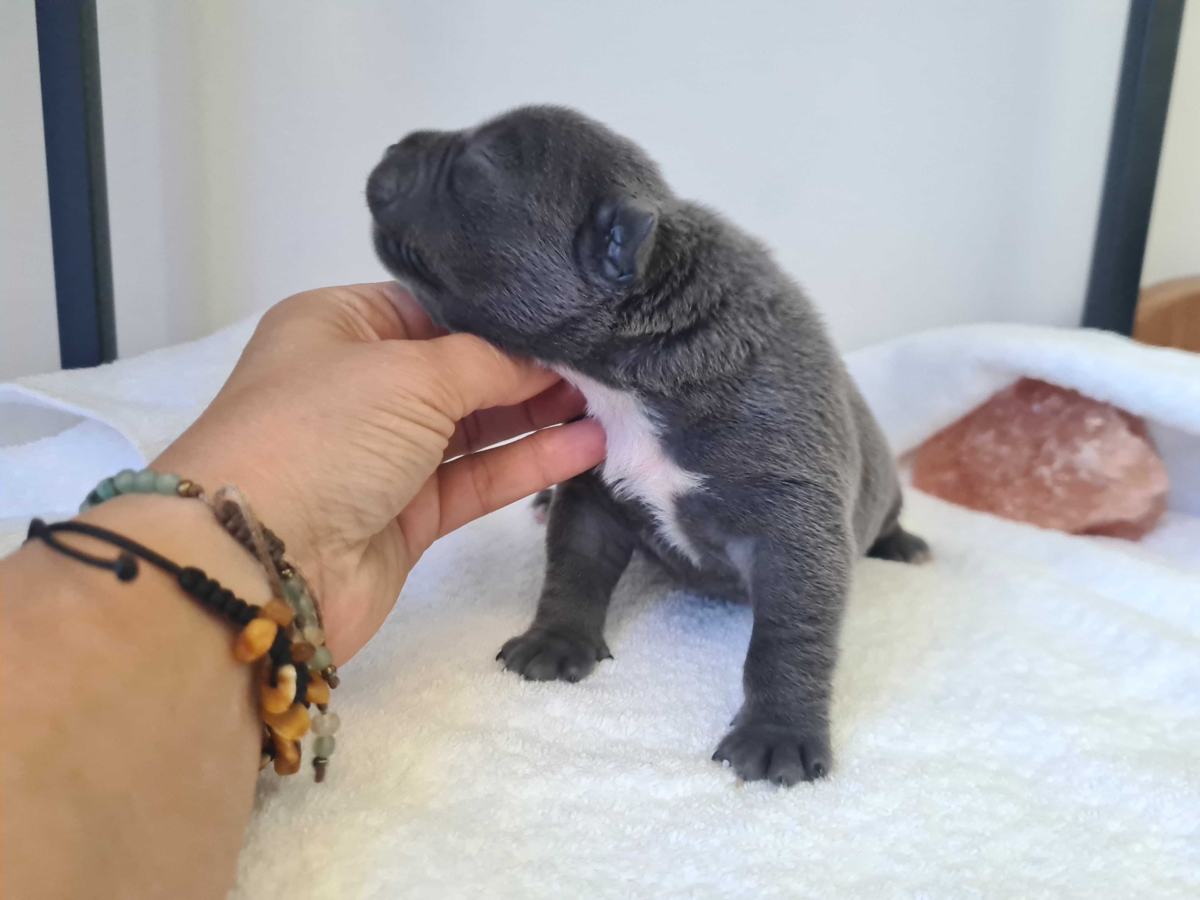 American Bully Pocket Abkc - Petarda