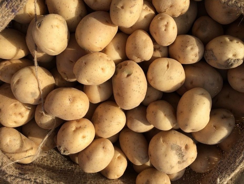 Ziemniaki jadalne 25zł za 15 kg