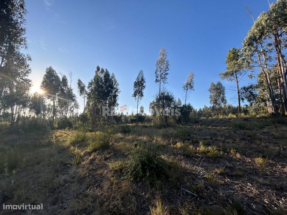 4 terrenos rústicos - Eucaliptal - Agroal