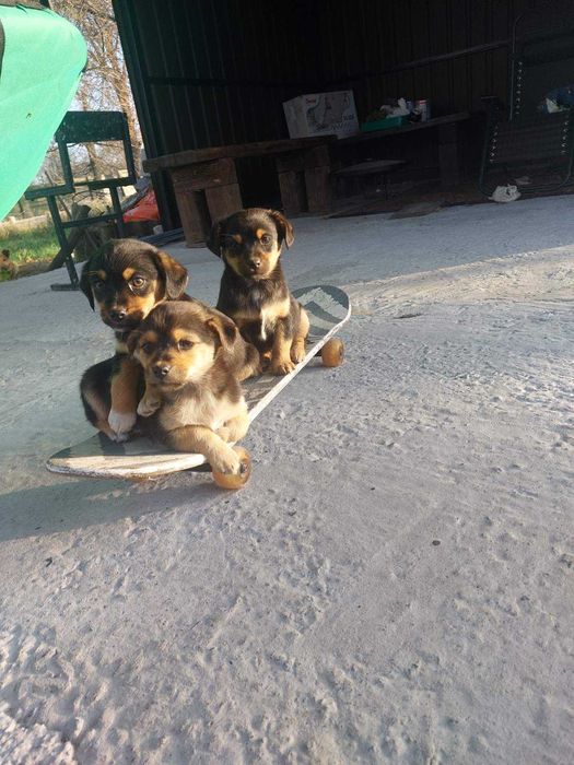 Віддам щенят безкоштовно