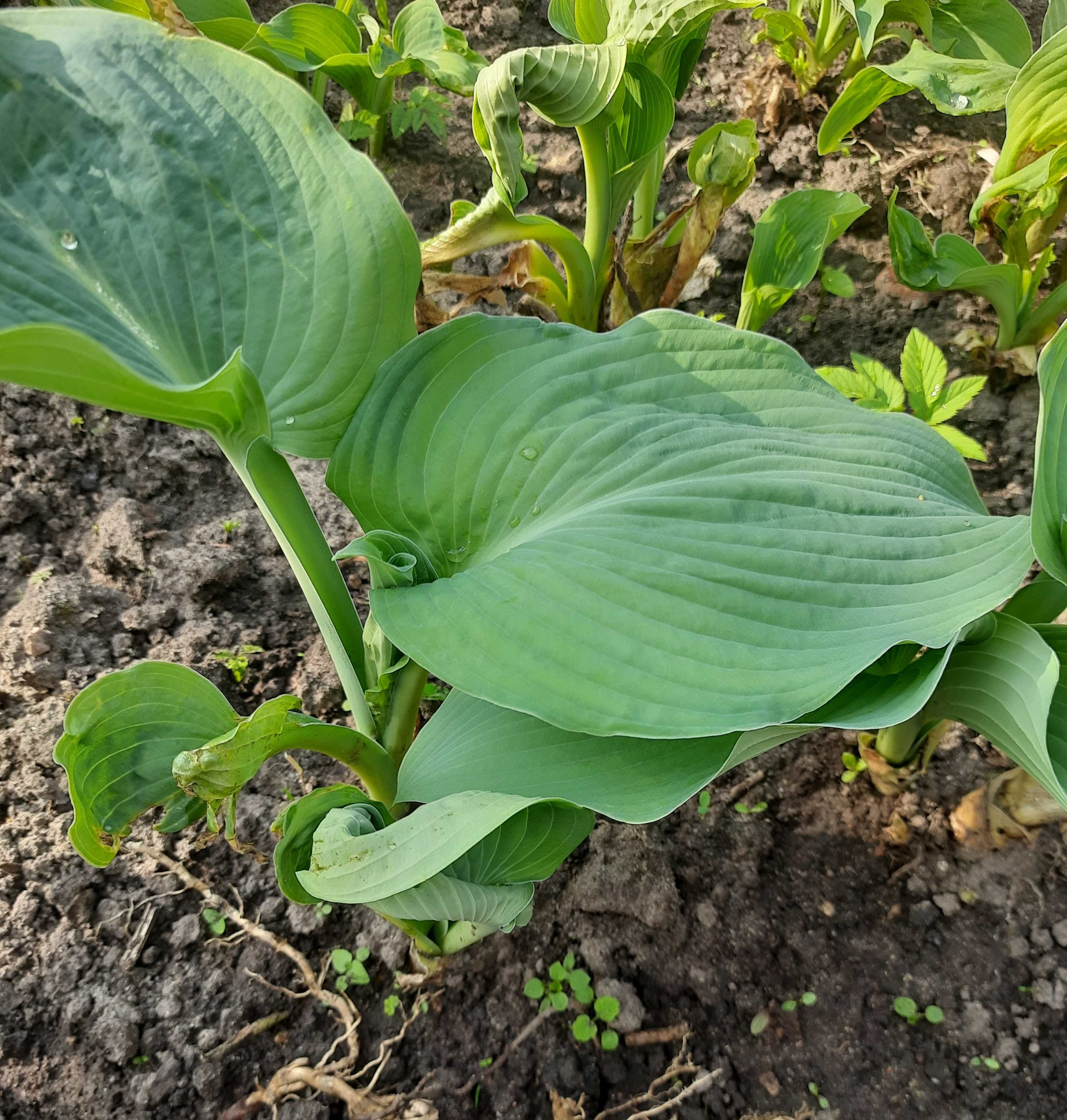 Funkia, hosta szmaragdowa o dużych liściach. Wysyłka