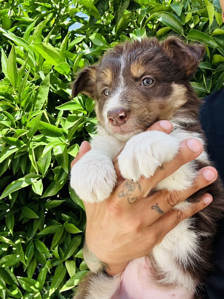 Menina border collie chocolate tricolor