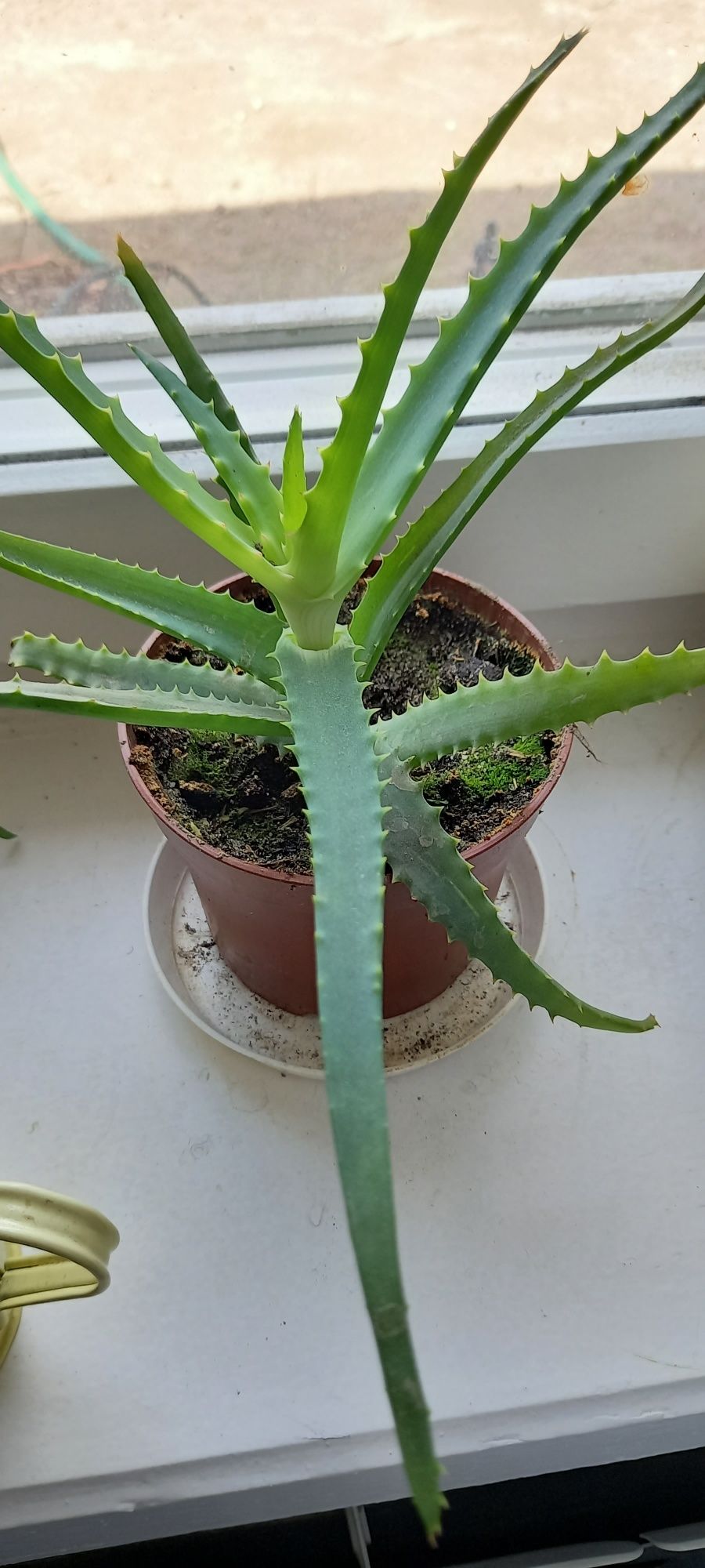 Aloes - kwiat doniczkowy - odbiór osobisty