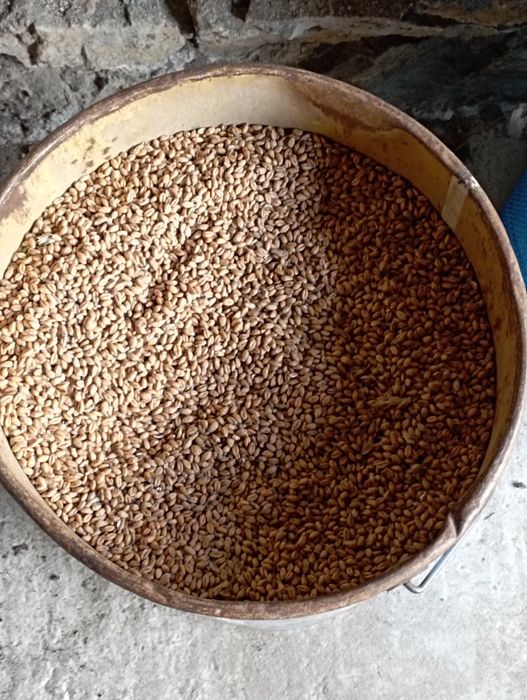 Pszenica ozima z 2025r.