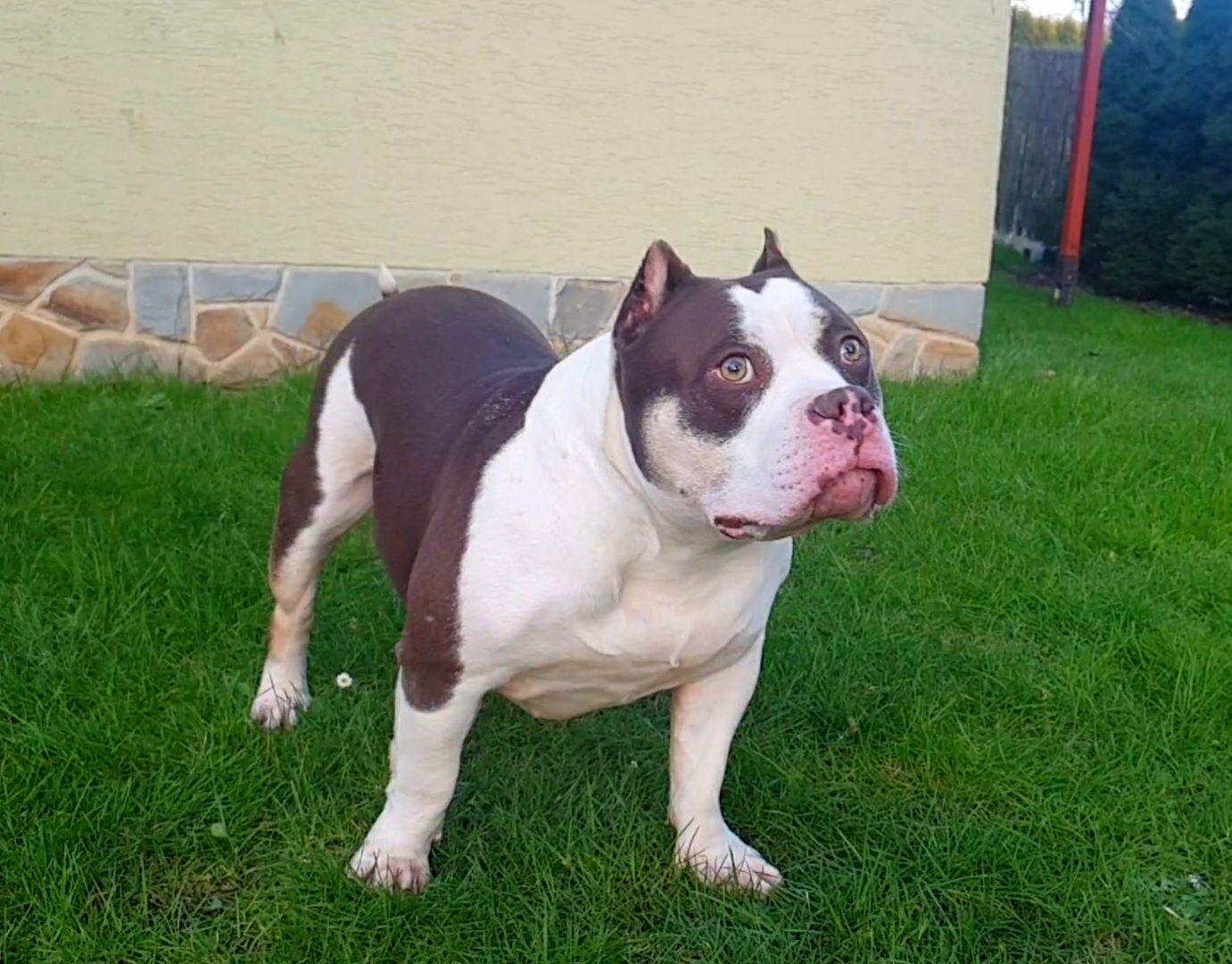 American Bully Suczka