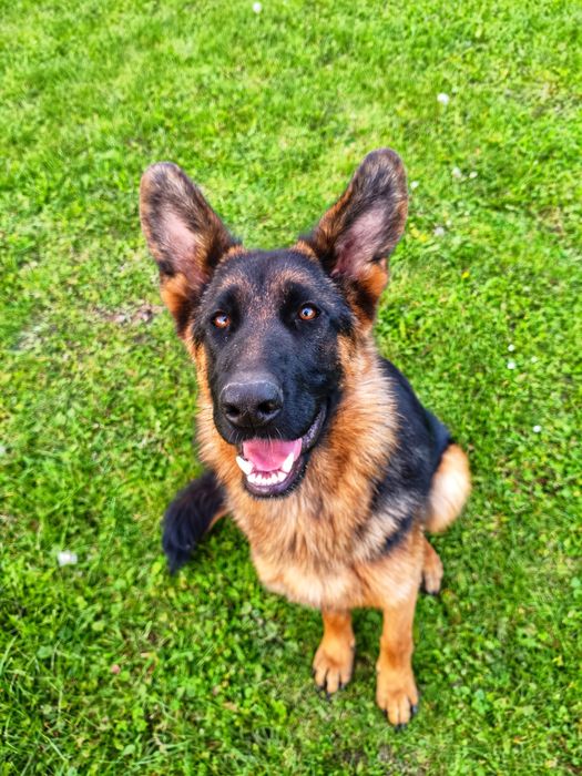 Owczarek Niemiecki FCI