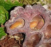 Porcellio laevis “Orange” – isopody prosionków ekipa sprzątająca