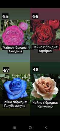 Сажанці  Роз ОПТ Також Розніца  Від 1 Рози Наложка 100 видів.