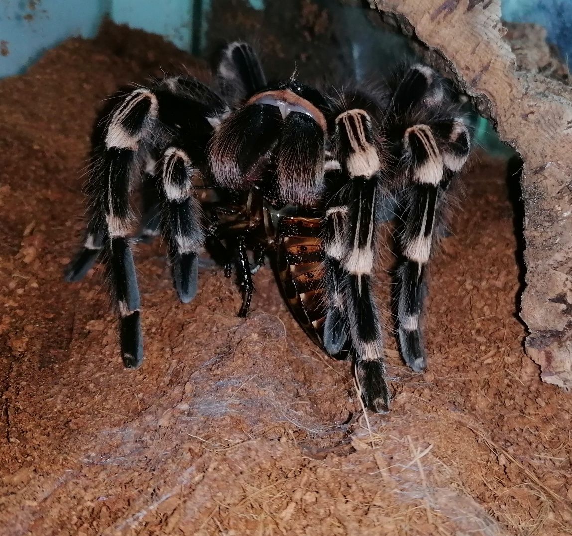 A. Geniculata L5