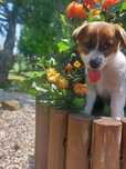 Jack russell terrier fCI