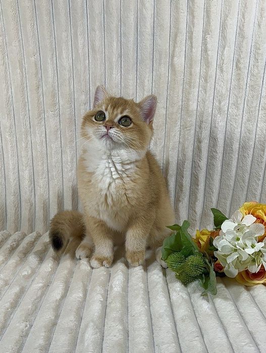 Золота шиншила клубне кошеня