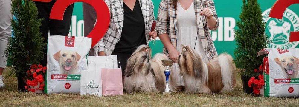 Shih-tzu suczka ZKwP FCI