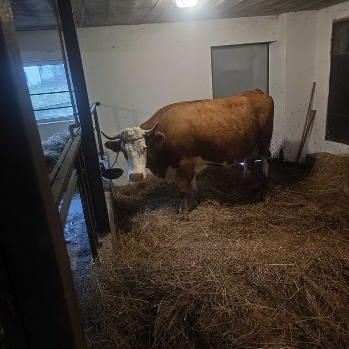 Sprzedam krowę lub jałówkę