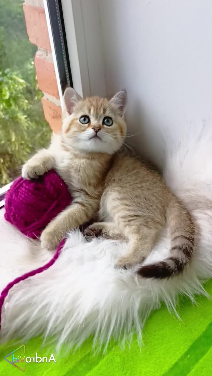 Нежный котик золотая шиншилла ny24