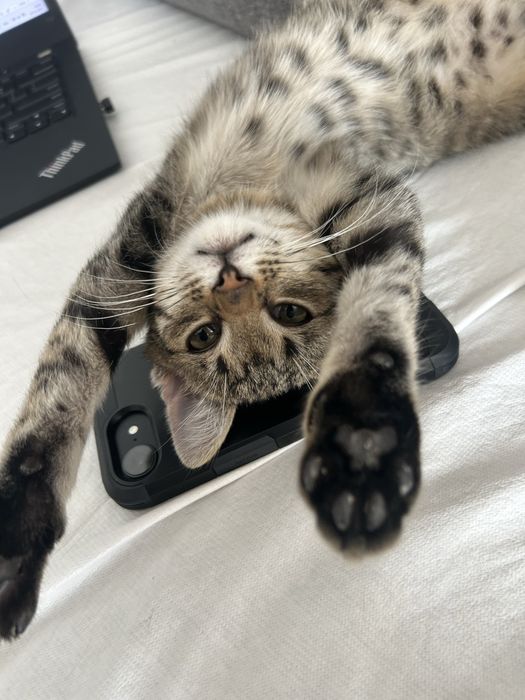 Oddam dwa male kotki chlopiec i dziewczynka