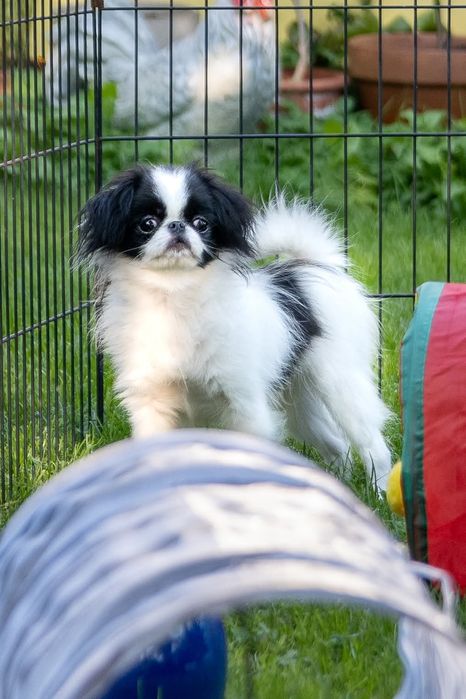 Chin Japoński szczeniak piesek ZKwP FCI