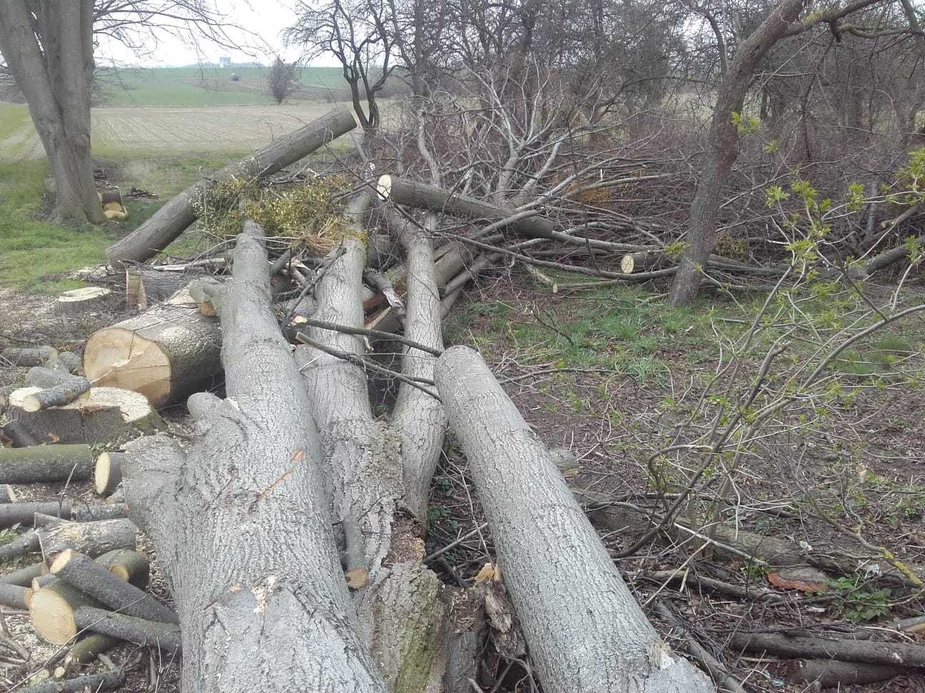 Lipa kłody drzewo na rzeźbę ule