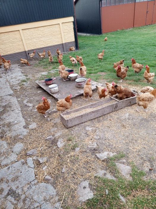 Kury nioski bardzo ładnie