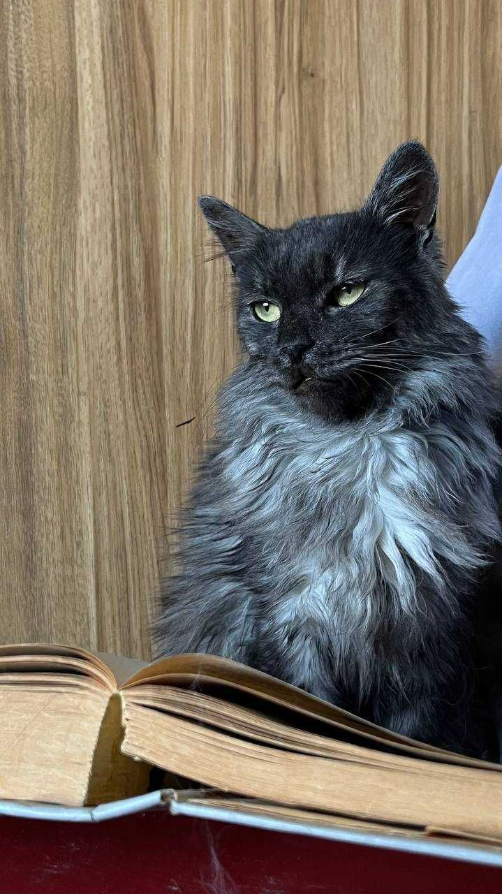 Кот Туман ищет дом