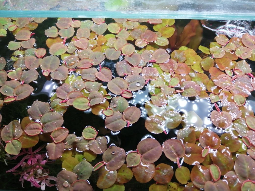 Planta de aquário Red Root Floaters/Riccia/Musgo Pelia/Salvinia Natans