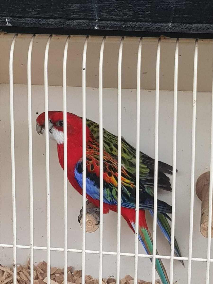 Папуги Розелла з природними забарвленнями