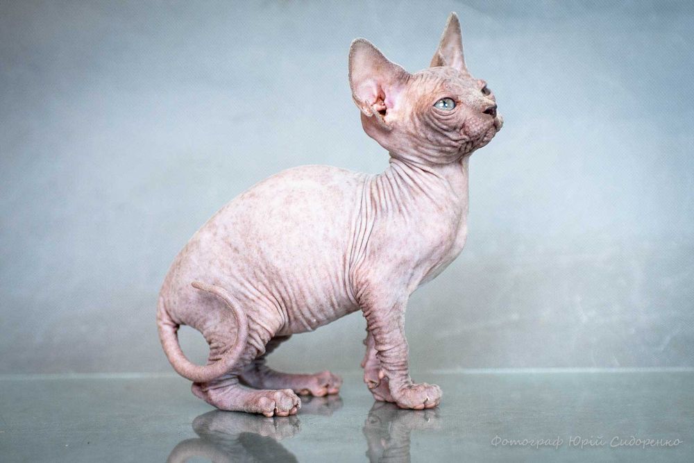 Котёнок, порода Сфинкс, голубые глаза